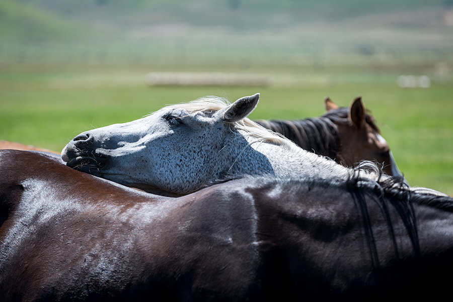 Italiaanse paarden - Kreling Fotografie Arnhem